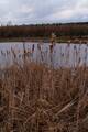 Typha IMG_9207 Pałka